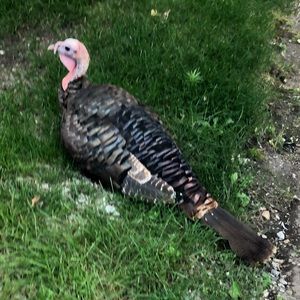 Meet your Posher, Piper